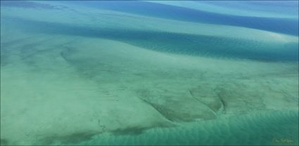 Dugongs - Great Sandy Strait - Fraser Island - QLD T (PBH4 00 17833)